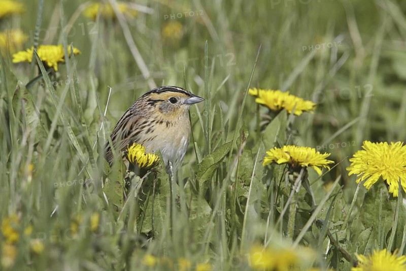 Le Conte's Sparrow (Ammodramus leconteii), Alberta, Canada