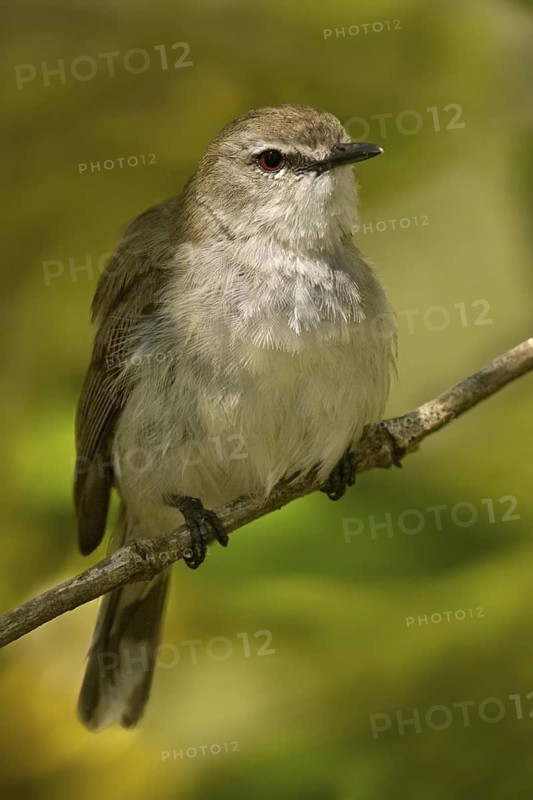 Mangrove Gerygone (Gerygone levigaster cantator), Queensland, Australia