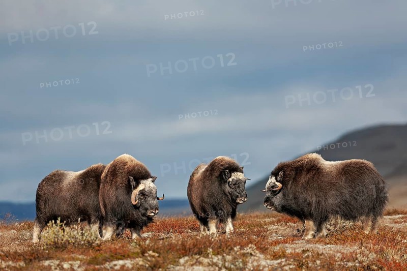 The 1 - 2 year old musk oxen (Ovibos moschatus) have impressive horns after this relatively short time, this is particularly noticeable in the young bulls, autumn, Ruska, autumn colours, Tundra landscape, Norway