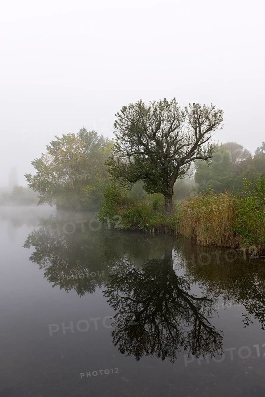 Foggy lake with trees and reflection in the water, quiet and mystical, Talaue, Waiblingen, Baden-Württemberg, Germany