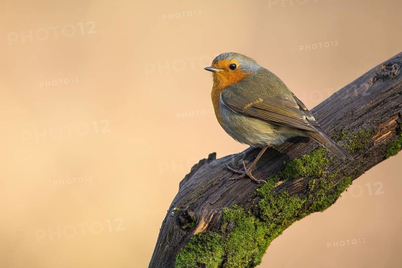 European Robin (Erithacus rubecula) perched on a old tree trunk, Poland