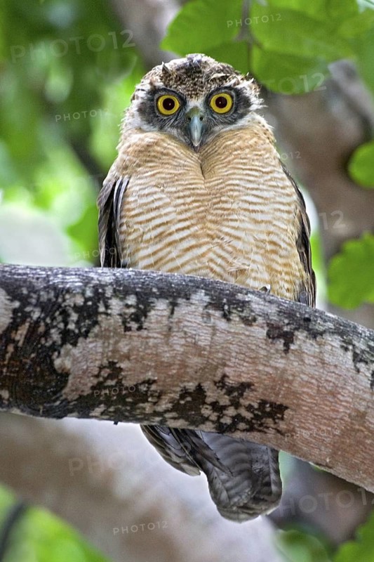 Rufous Owl (Ninox rufa), Northern Territory, Australia