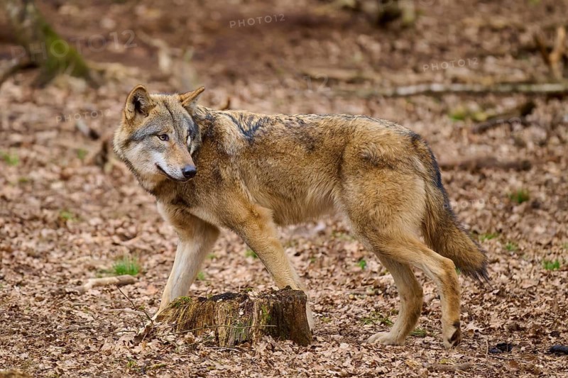 A wolf walks attentively through an autumn forest, surrounded by brown leaves and tree stumps, Wolf (Canis Lupus), Germany