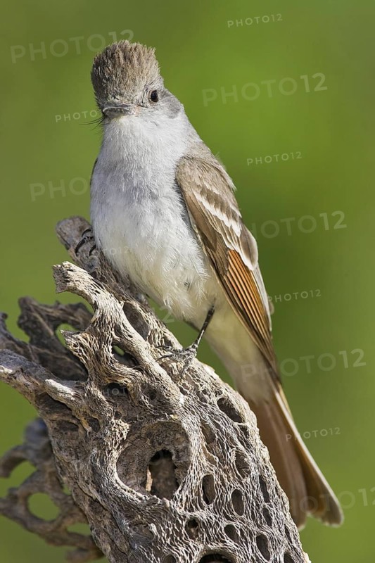 Ash-throated Flycatcher (Myiarchus cinerascens), Arizona, USA