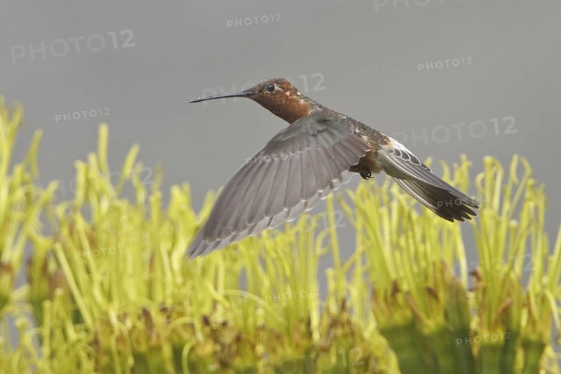 Giant Hummingbird (Patagona gigas), Ecuador