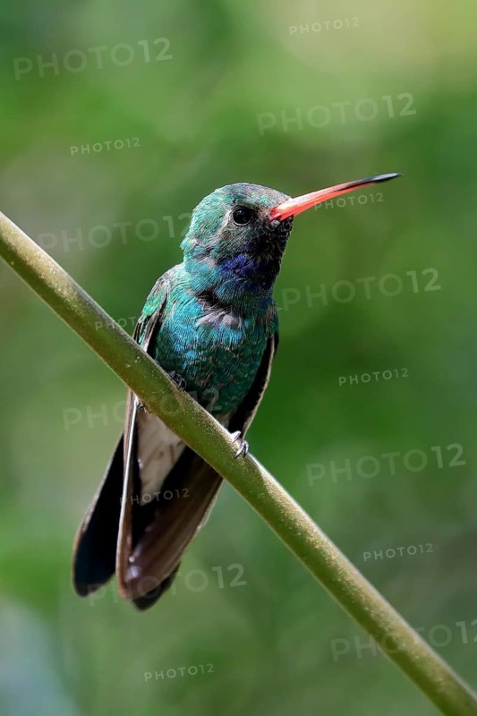 Broad-billed hummingbird (Cynanthus latirostris), adult, male, in perch, Sonoran Desert, Arizona, North America, USA