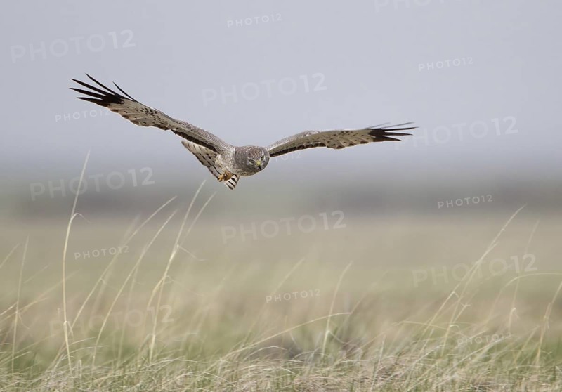 Northern Harrier (Circus hudsonius) female flying, Utah, USA