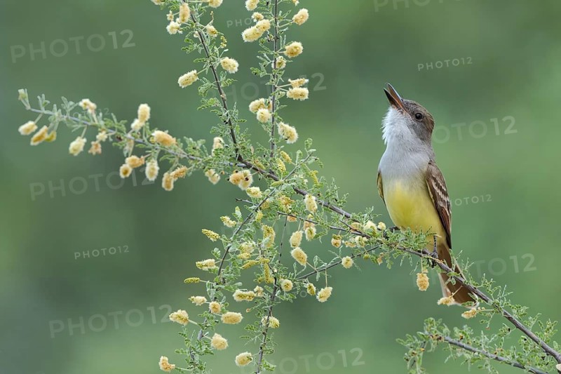 Brown-crested Flycatcher (Myiarchus tyrannulus) singing, Arizona, USA