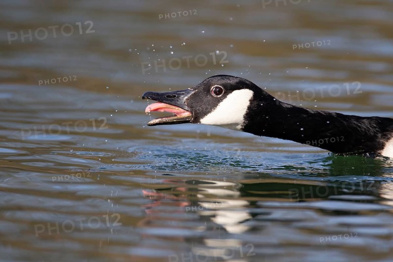 Canada goose (Branta canadensis) adult bird showing an aggresive posture to another bird on a lake, Suffolk, England, United Kingdom