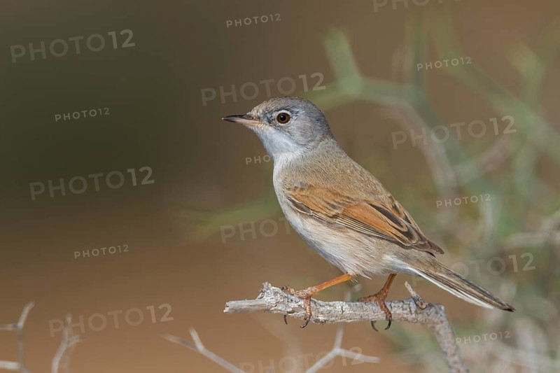Spectacled Warbler - Brillengrasmücke - Sylvia conspicillata ssp. conspicillata, Morocco, 2nd cy male