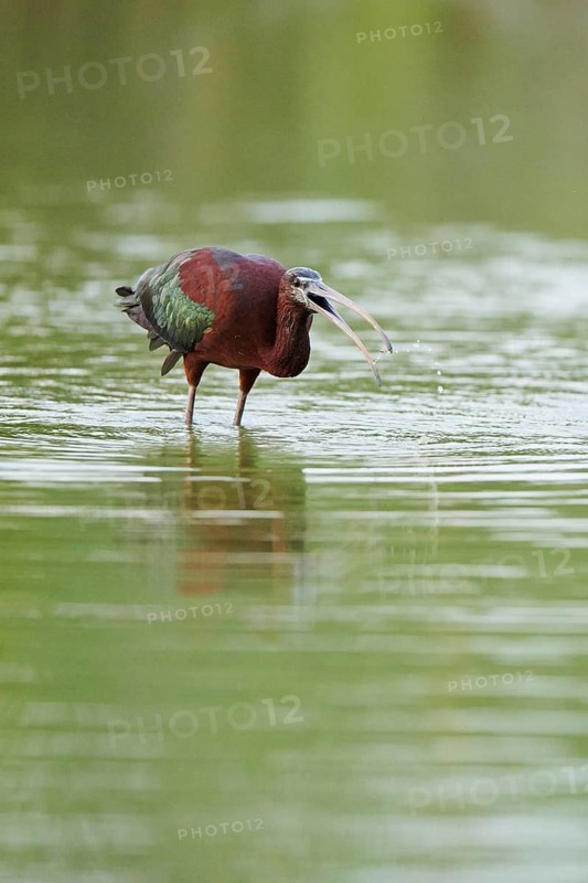 Glossy ibis (Plegadis falcinellus) standing in the water, hunting, Camargue, France