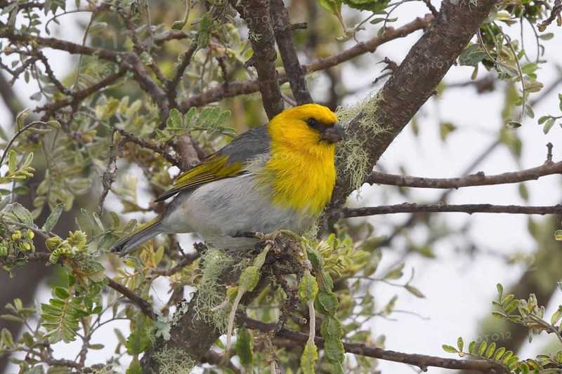 Palila, Loxioides bailleui, endangered Hawaiian Honeycreeper