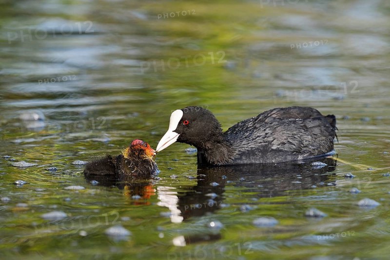 Eurasian Coot (Fulica atra) feeding chicks, North Rhine-Westphalia, Germany