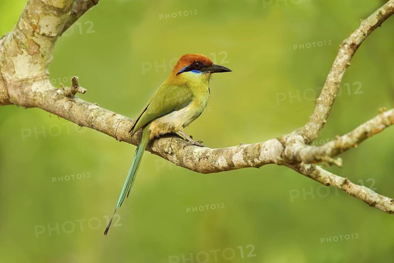 Russet-crowned Motmot Momotus mexicanus El Tuito, Jalisco, Mexico 9 June Adult Momotidae