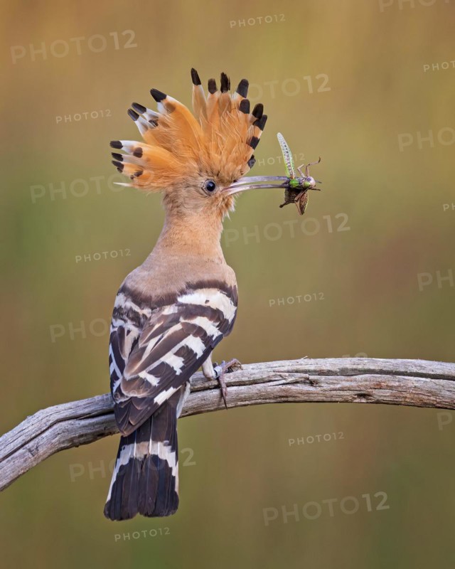 Hoopoe (Upupa epops) with grasshopper as food, prey, adult bird, Bird of the Year 2022, erect cap, flying, wings spreading, sunrise, Middle Elbe Biosphere Reserve, Saxony-Anhalt, Germany