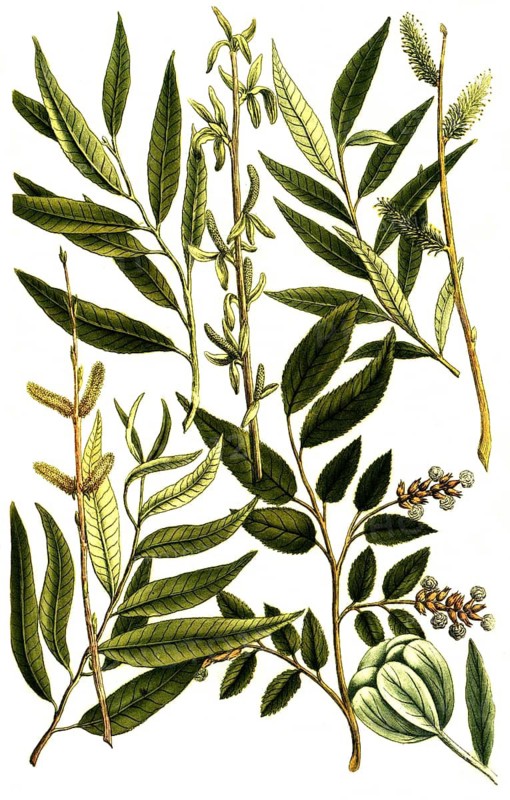 Botany, plants, willow plants, Salix latifolia willow, Salix folio angusto splendente, Salix vulgaris, Salix humilis, Salix pumila