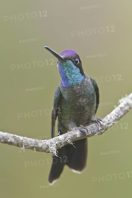 Admirable Hummingbird (Eugenes spectabilis), Costa Rica