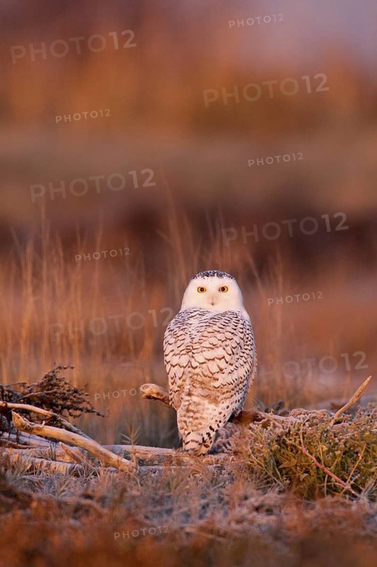 Snowy Owl (Bubo scandiacus) juvenile female, British Columbia, Canada