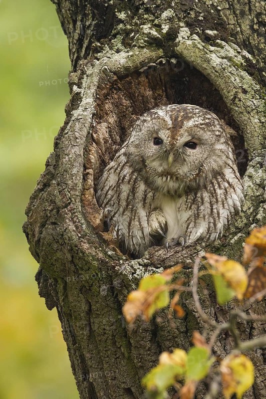Tawny Owl (Strix aluco), Bavaria, Germany