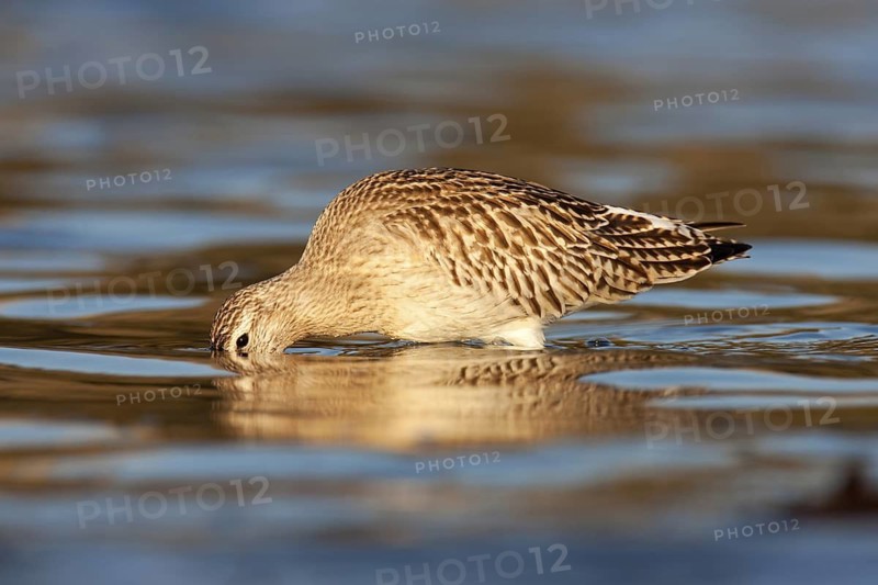 Bar-tailed Godwit (Limosa lapponica), Schleswig-Holstein, Germany