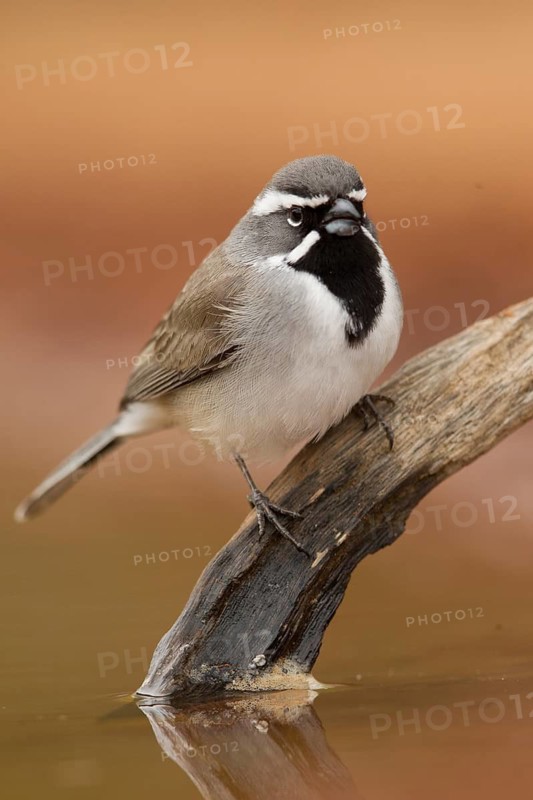 Black-throated Sparrow (Amphispiza bilineata), Texas, USA
