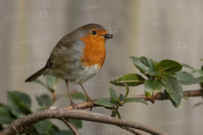 European robin (Erithacus rubecula) adult garden bird with insects for food in its beak, Suffolk, England, United Kingdom