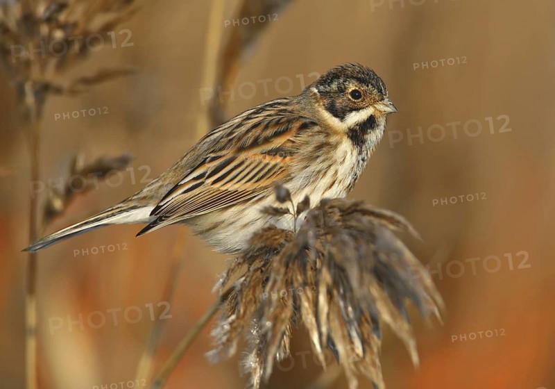 Common Reed Bunting (Emberiza schoeniclus), Lisbon, Portugal