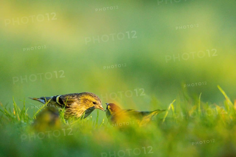 An adult Eurasian Siskin, Spinus spinus, tenderly feeds its fluffy chick in the soft green grass, showcasing a warm, nurturing moment in the wilds of Andalucia
