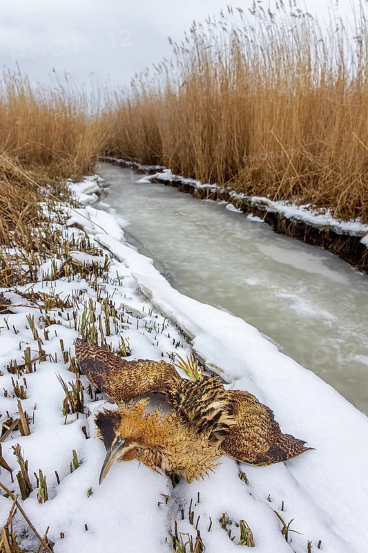 Perished Eurasian bittern, great bittern (Botaurus stellaris) dead corpse lying in the snow in reed bed, reedbed along stream in winter