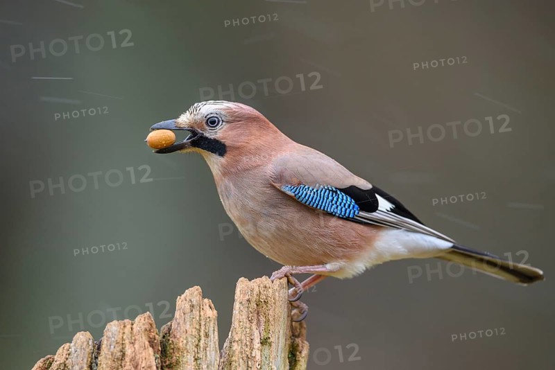 Eurasian Jay (Garrulus glandarius) with an acorn in its beak, Lower Saxony, Germany