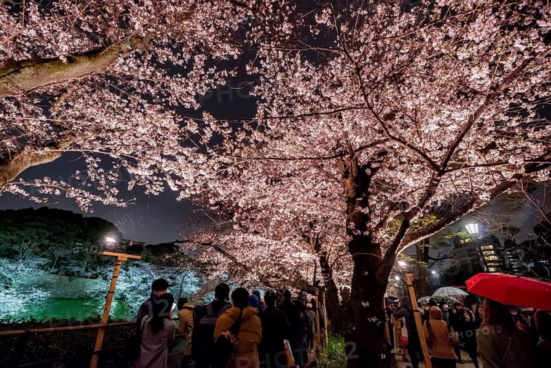 People walking under blooming illuminated cherry trees at night, Japanese cherry blossoms in spring, Hanami Festival, Chidorigafuchi Green Way, Tokyo, Japan