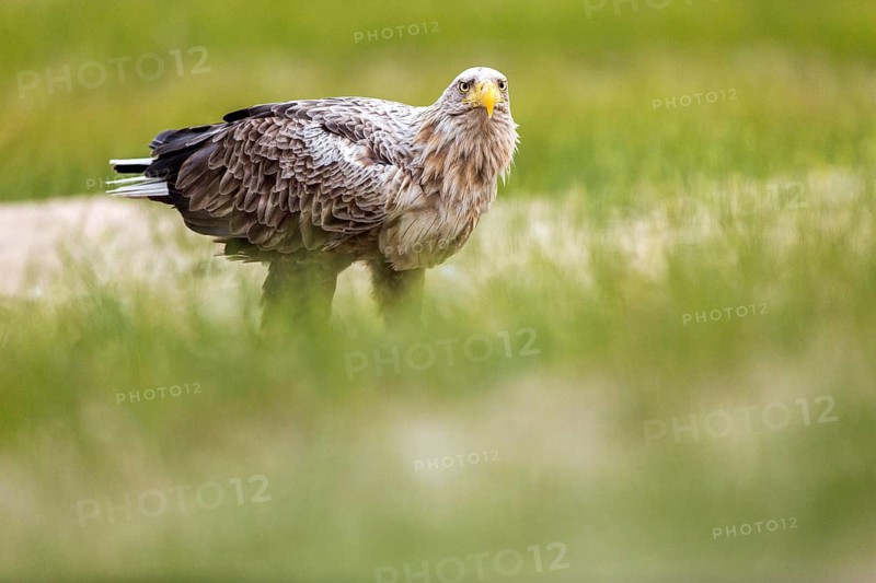 White-tailed Eagle (Haliaeetus albicilla) on ground, Romania