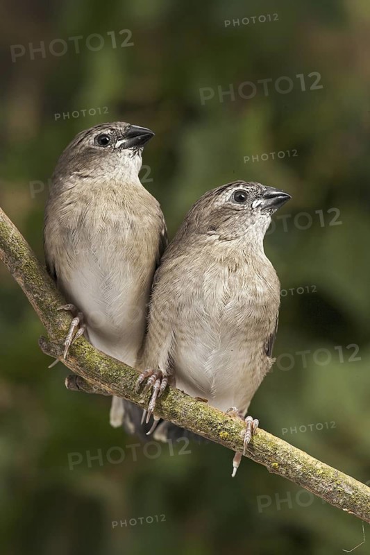 Plum-headed Finch (Neochmia modesta) juvenile