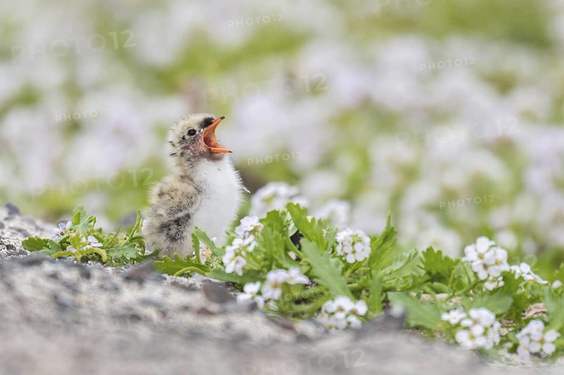 Arctic Tern (Sterna paradisaea) chick calling on ground, Iceland