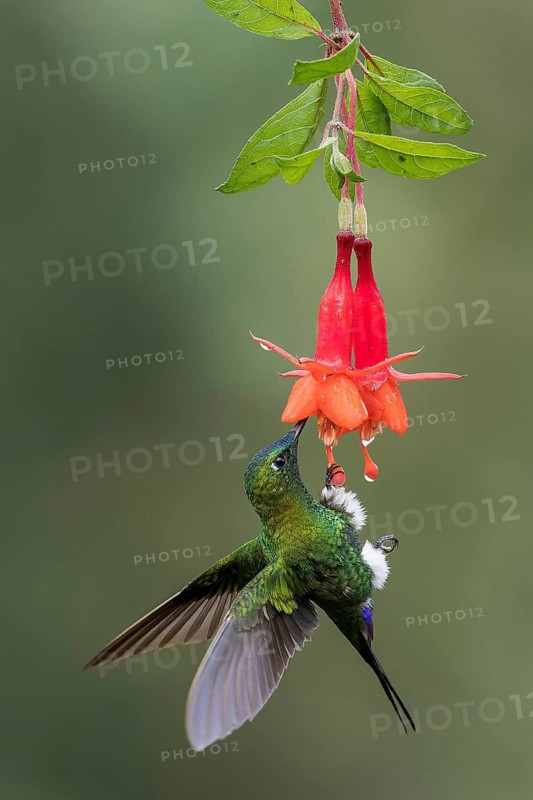 Saphire-vented Puffleg (Eriocnemis luciani) flying while feeding at a flower in the Andes Mountains in Ecuador