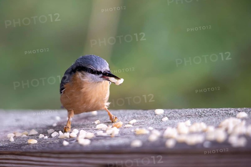 Nuthatch (Sitta europaea) looking for food at a bird feeder, Bavaria, Germany