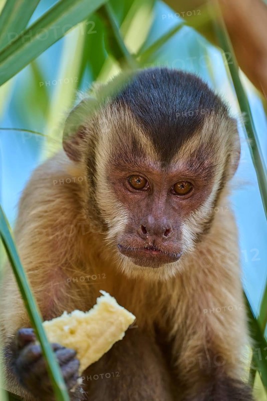 Capuchin monkey eating banana, surrounded by green leaves, thoughtful expression, Capuchin monkey (Sapajus apella), Pantanal, Mato Grosso, Brazil