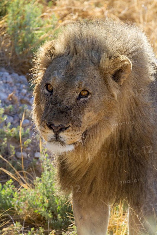 Lion (Panthera leo) in Etosha National Park, Namibia