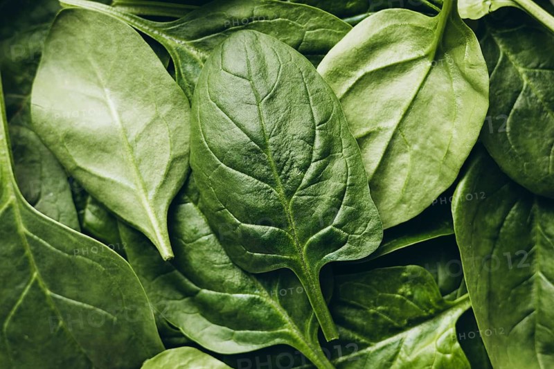 Close-up of fresh spinach leaves displaying vibrant green hues and natural texture. Perfect for themes related to health, nutrition, and organic food