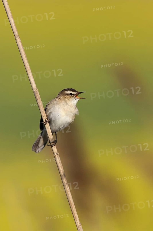 Sedge Warbler (Acrocephalus schoenobaenus) singing, Lake Neusiedl, Austria
