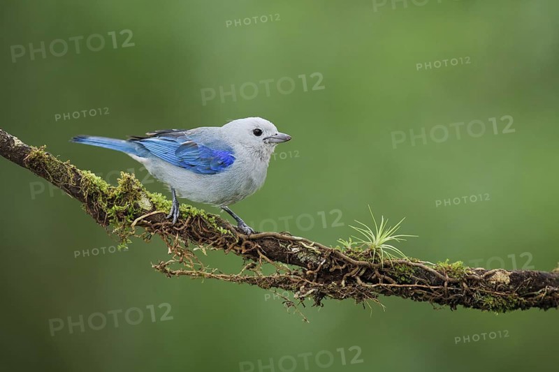 Blue-grey Tanager (Thraupis episcopus), Costa Rica