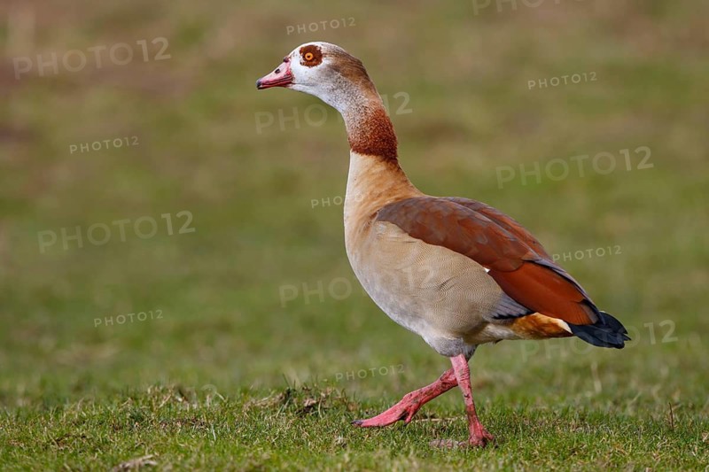 Egyptian Goose (Alopochen aegyptiaca), North Rhine-Westphalia, Germany