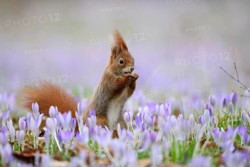 A squirrel sits in a meadow with flowers, crocus, purple crocuses, (Sciurus vulgaris), spring, animals, mammals, Bavaria, Federal Republic of Germany