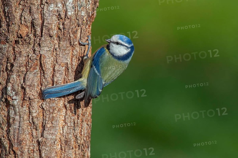Blue tit (Cyanistes caeruleus) Blue Tit • Baden-Württemberg, Germany, Baden-Württemberg, Federal Republic of Germany