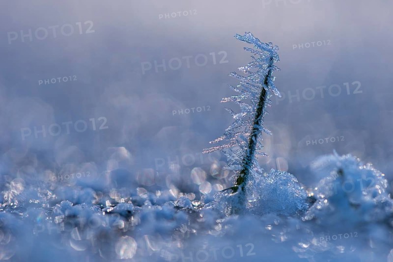Ice crystals on a blade of grass in winter, hoarfrost, Goldenstedt, Lower Saxony, Germany