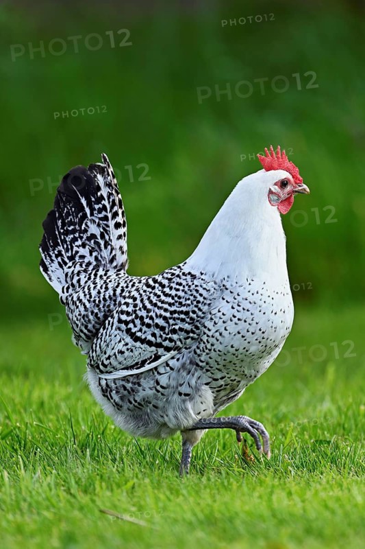 East Frisian Gull standing in a meadow, chicken breed with good utilisation characteristics, Texel, North Holland, Netherlands