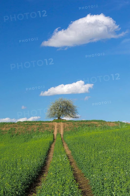 Wild cherry, sweet cherry, gean (Prunus avium, Cerasus avium) solitary fruit tree flowering in field in spring