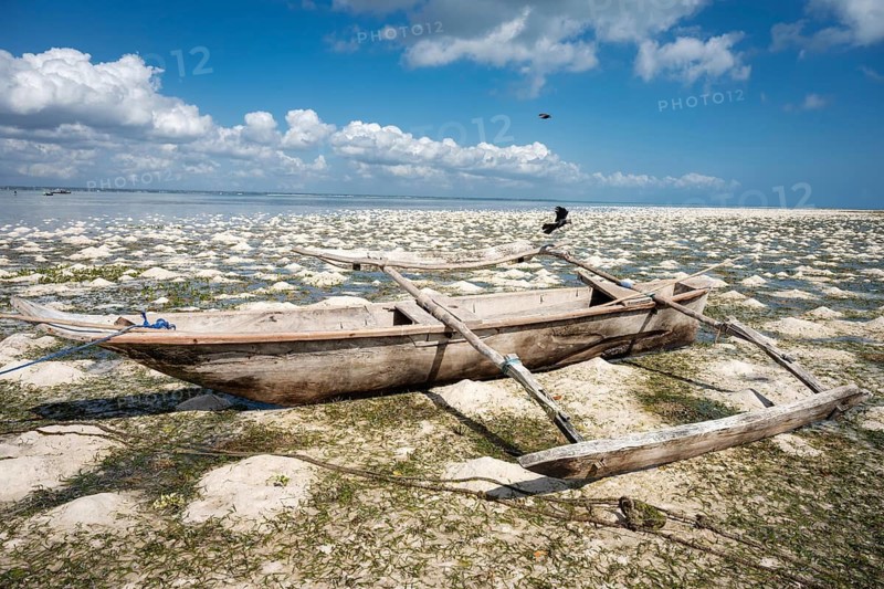 Traditional wooden outrigger boat dhow resting on a sandy beach during low tide in Zanzibar, with birds perched on its mast under a blue sky in Zanzibar