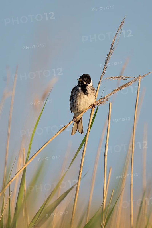 Reed bunting (Emberiza schoeniclus), male sitting on a reed, animal portrait, Bagges Dæmning, Ringkøbing Fjord, Denmark