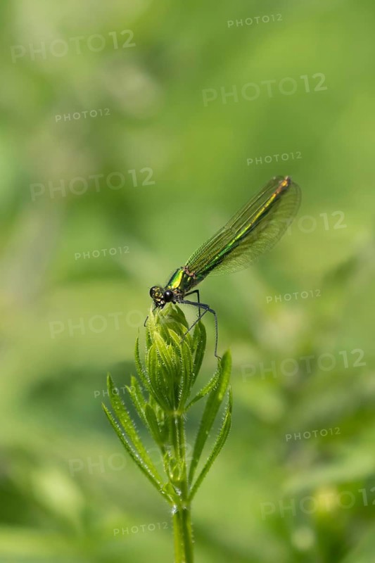 Banded demoiselle damselfly (Calopteryx splendens) adult female insect on a Cleaver plant leaf in the summer, England, United Kingdom